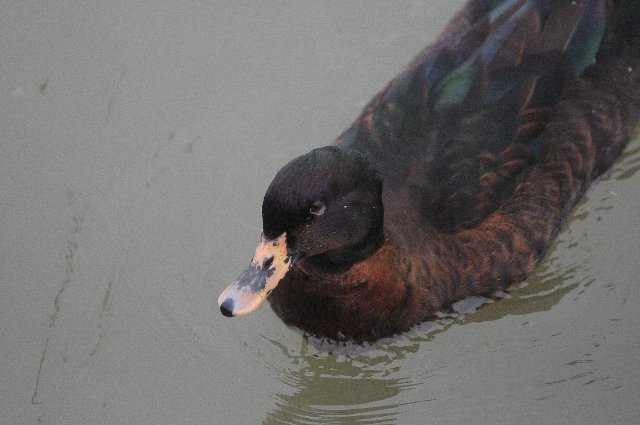 hybrid ducks, hybrid ducks,-2.jpg - A UNIQUE LOOKING HYBRID - TITCHFIELD HAVEN - 11.3.09